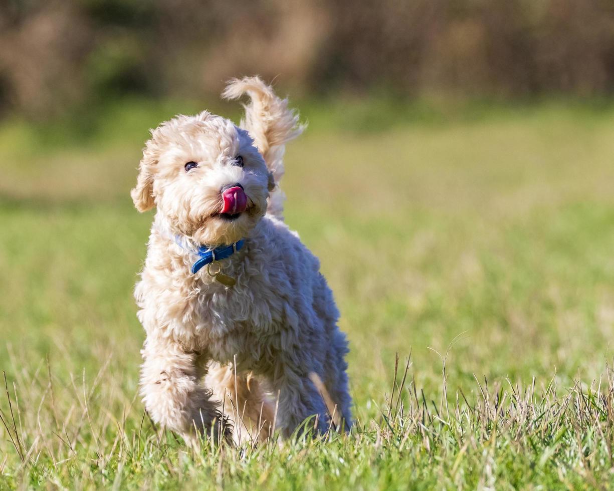 retrato, de, poochon, cachorro, funcionamiento, en, pasto verde foto