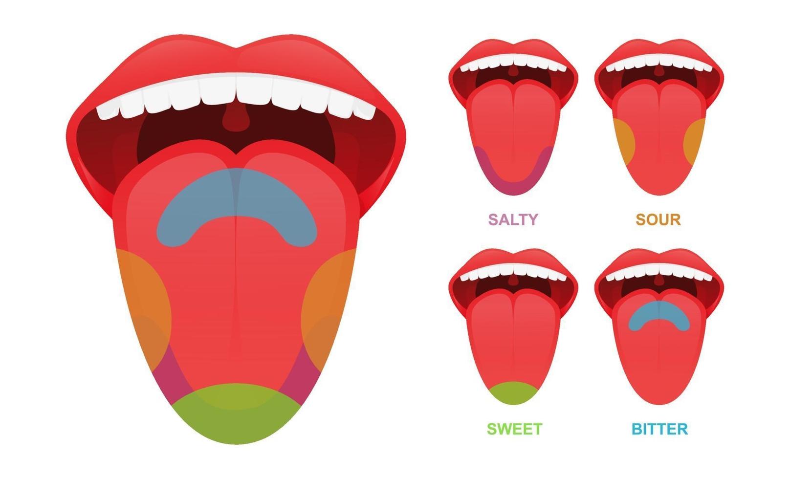 áreas básicas del gusto de la lengua humana. vector