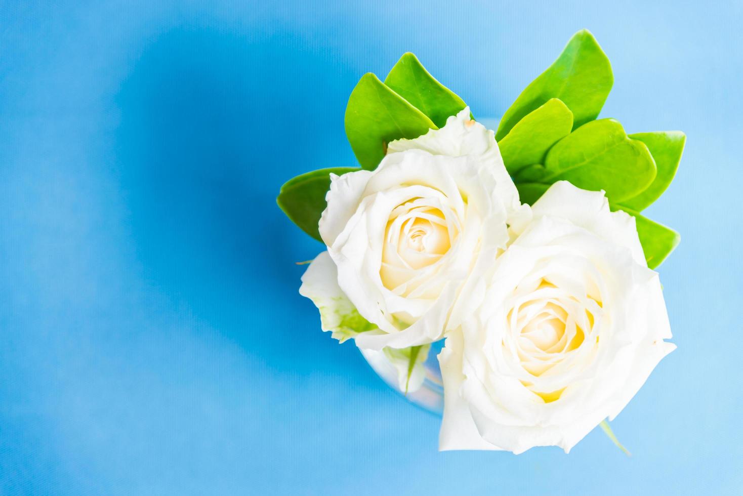 White rose in vase photo