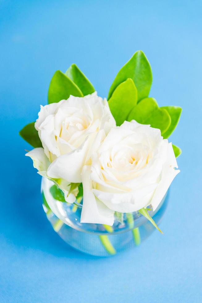 White rose in vase photo