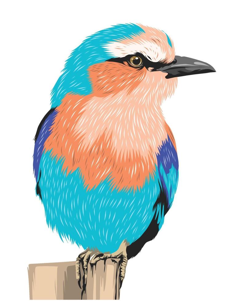 pájaro colorido realista aislado en blanco vector