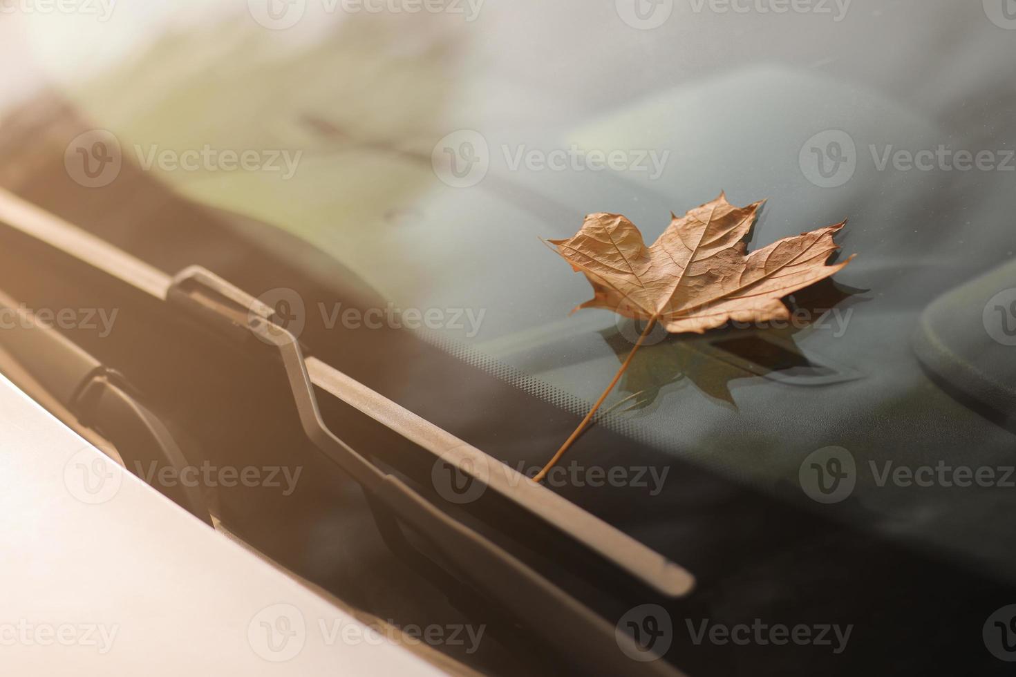 hoja marrón en el parabrisas foto