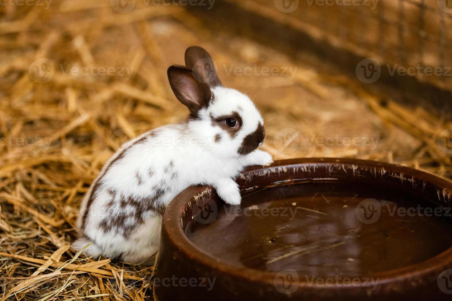 conejo cerca del tazón de agua foto