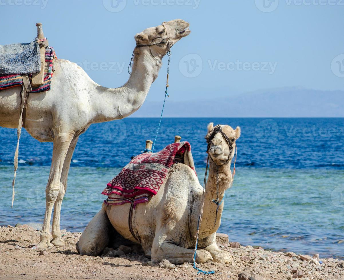 Two camels on the coast photo