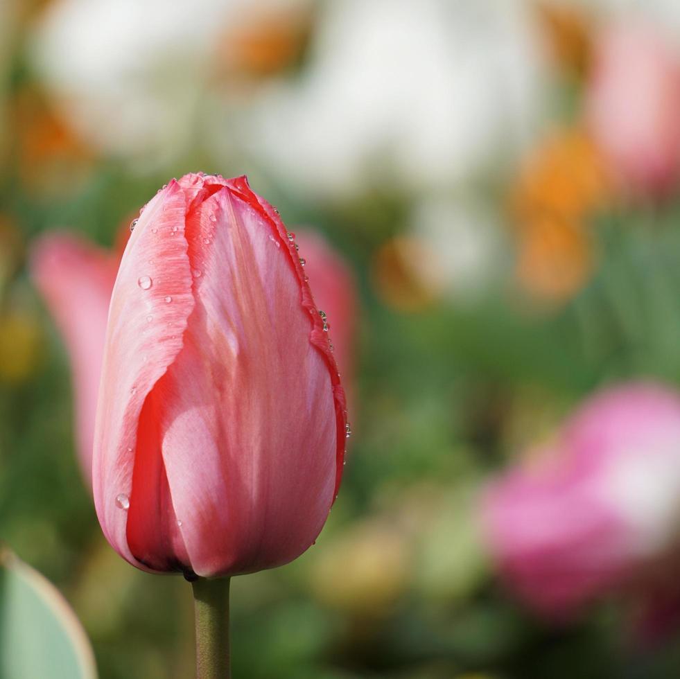 cae sobre las flores de tulipán rojo en la temporada de primavera foto