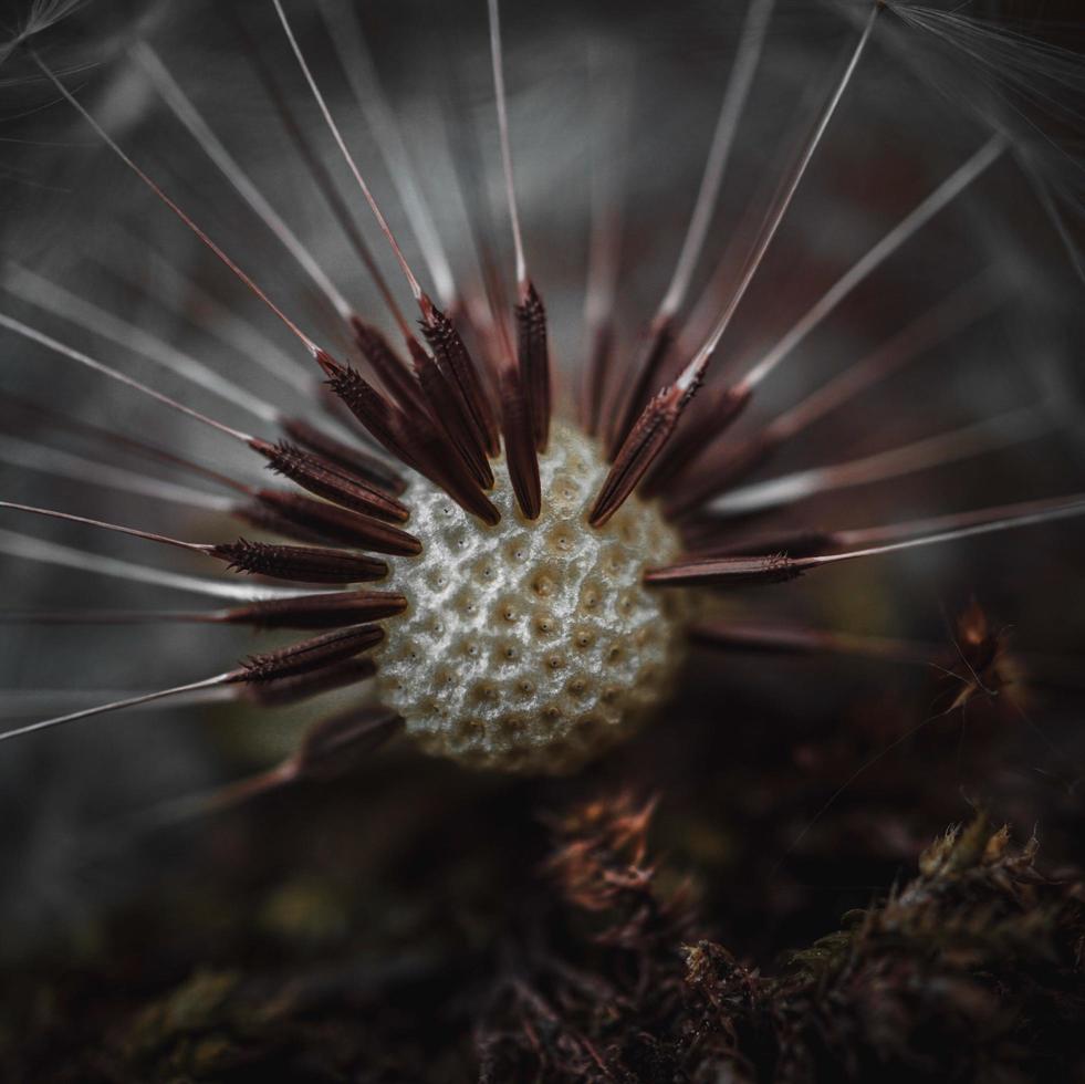 Beautiful dandelion flower in spring season photo