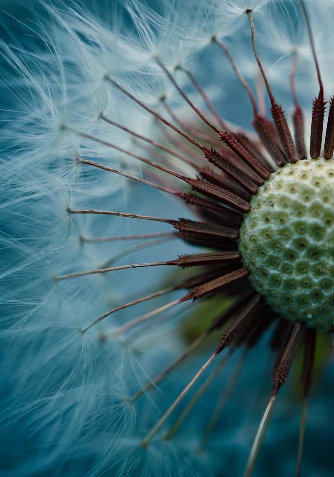 Beautiful dandelion flower in spring season photo