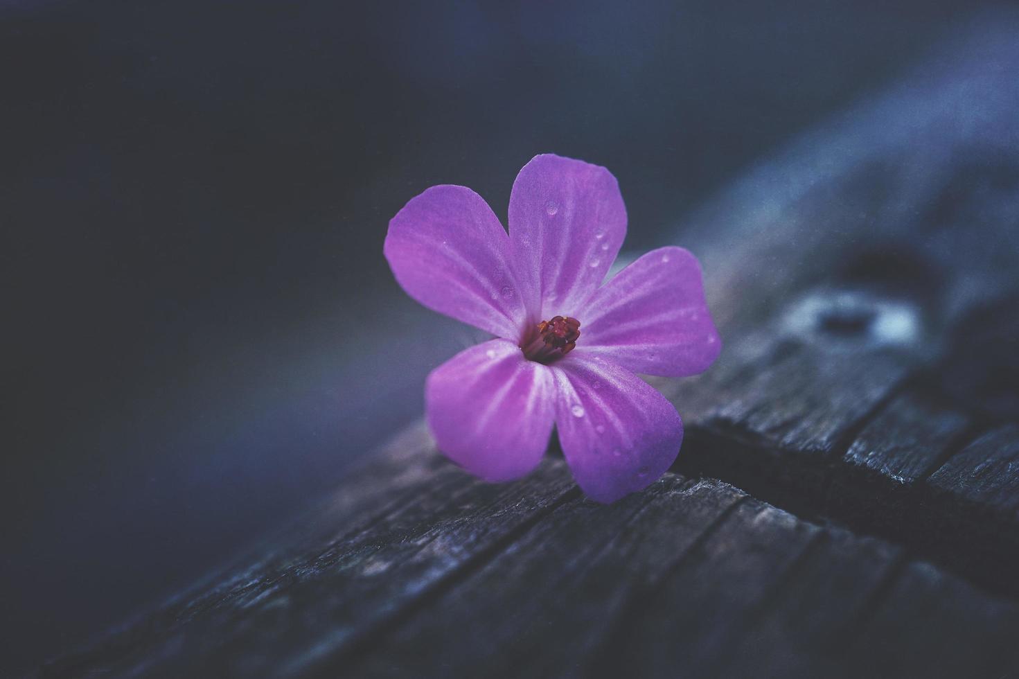 Beautiful pink flower in the garden in spring season photo