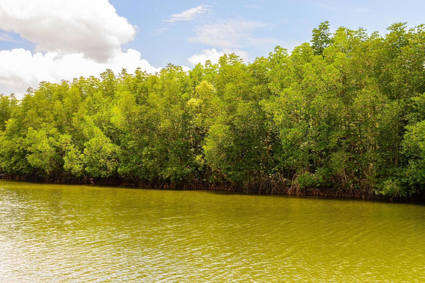 hermoso paisaje de bosque de manglares en tailandia foto