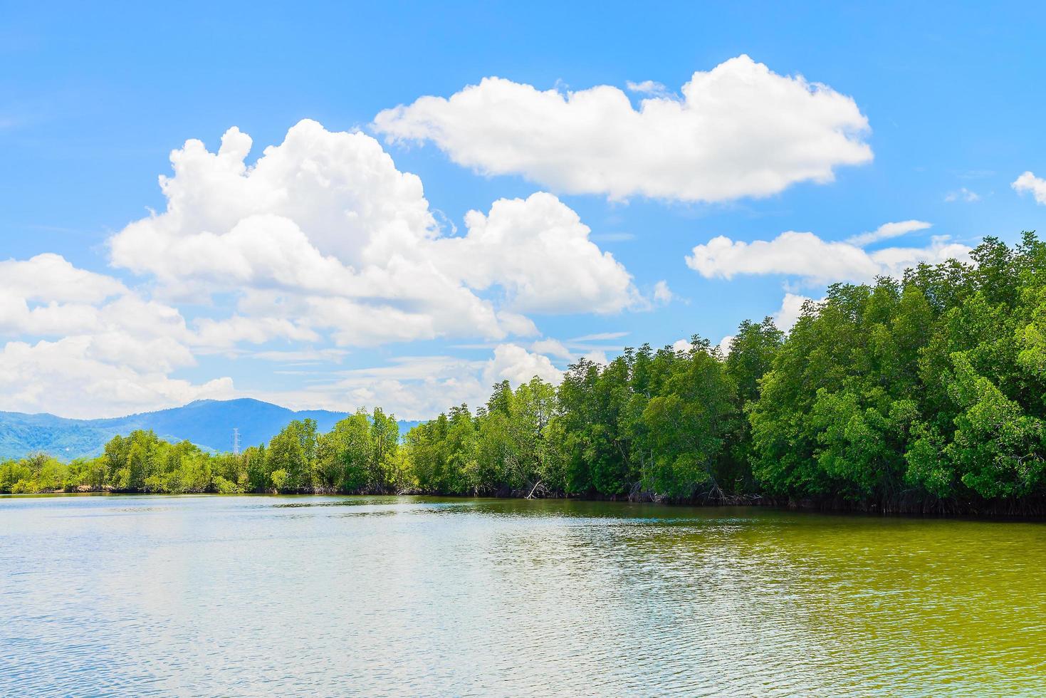 Beautiful mangrove forest landscape in Thailand photo