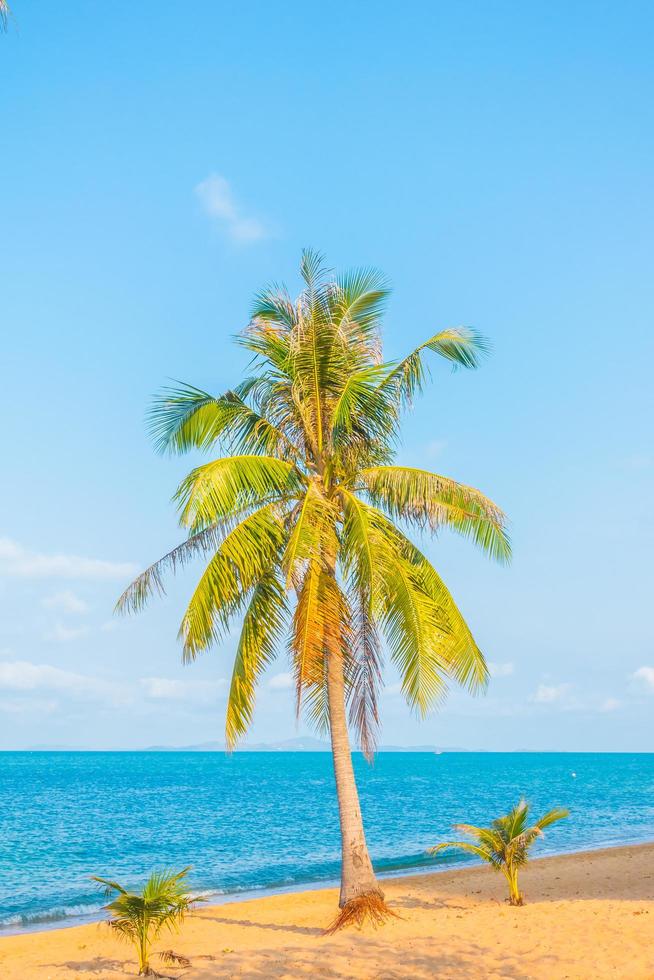 Coconut tree on the beach photo