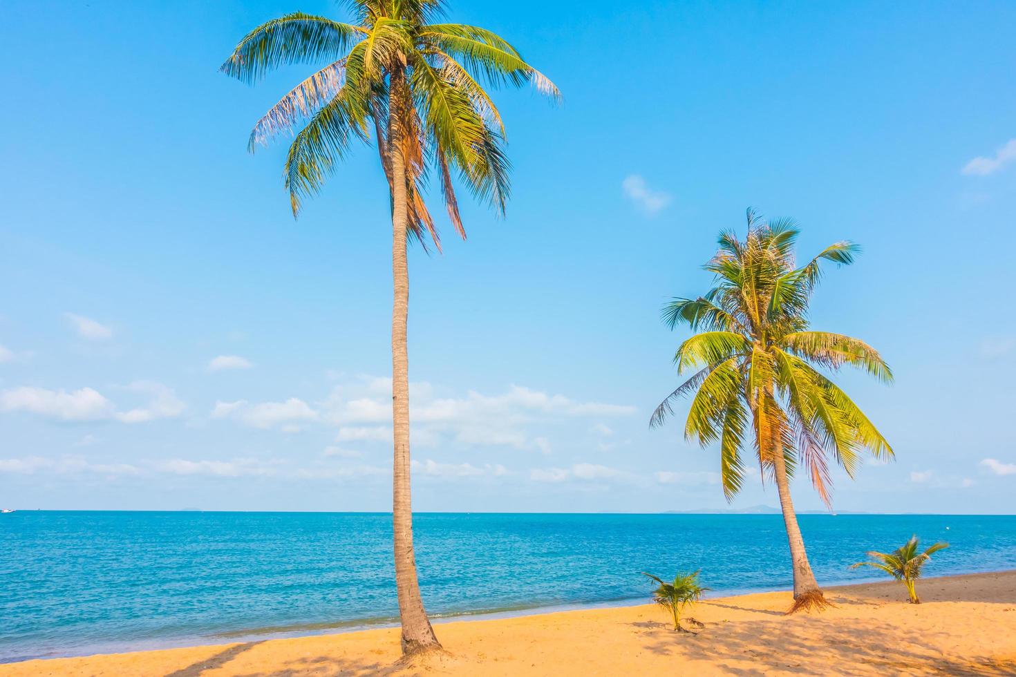 Coconut tree on the beach photo