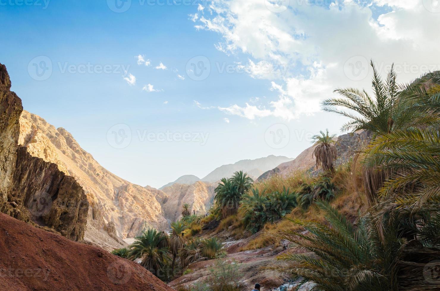 plantas del desierto y montañas foto