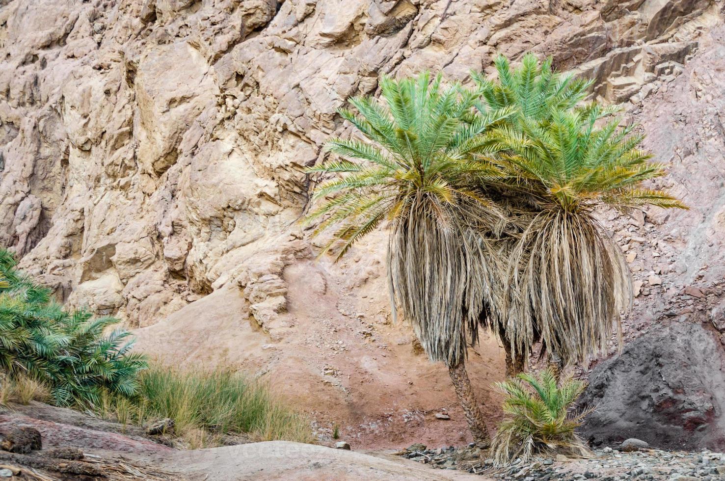 Green palm tree in the mountains photo