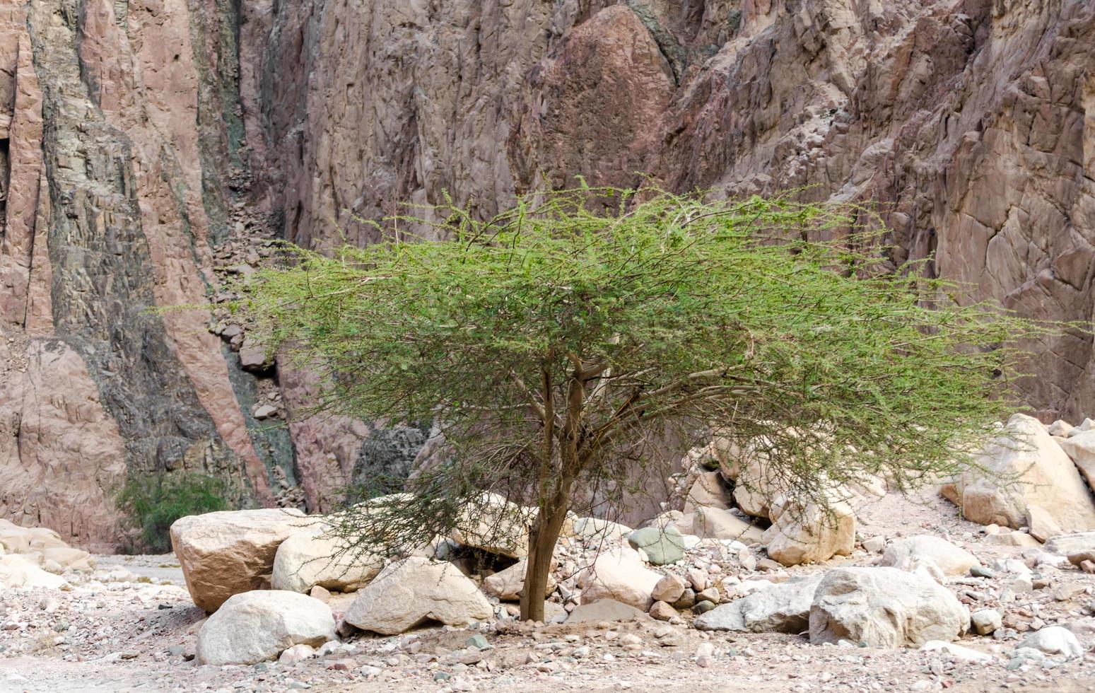 Green tree and rocks photo