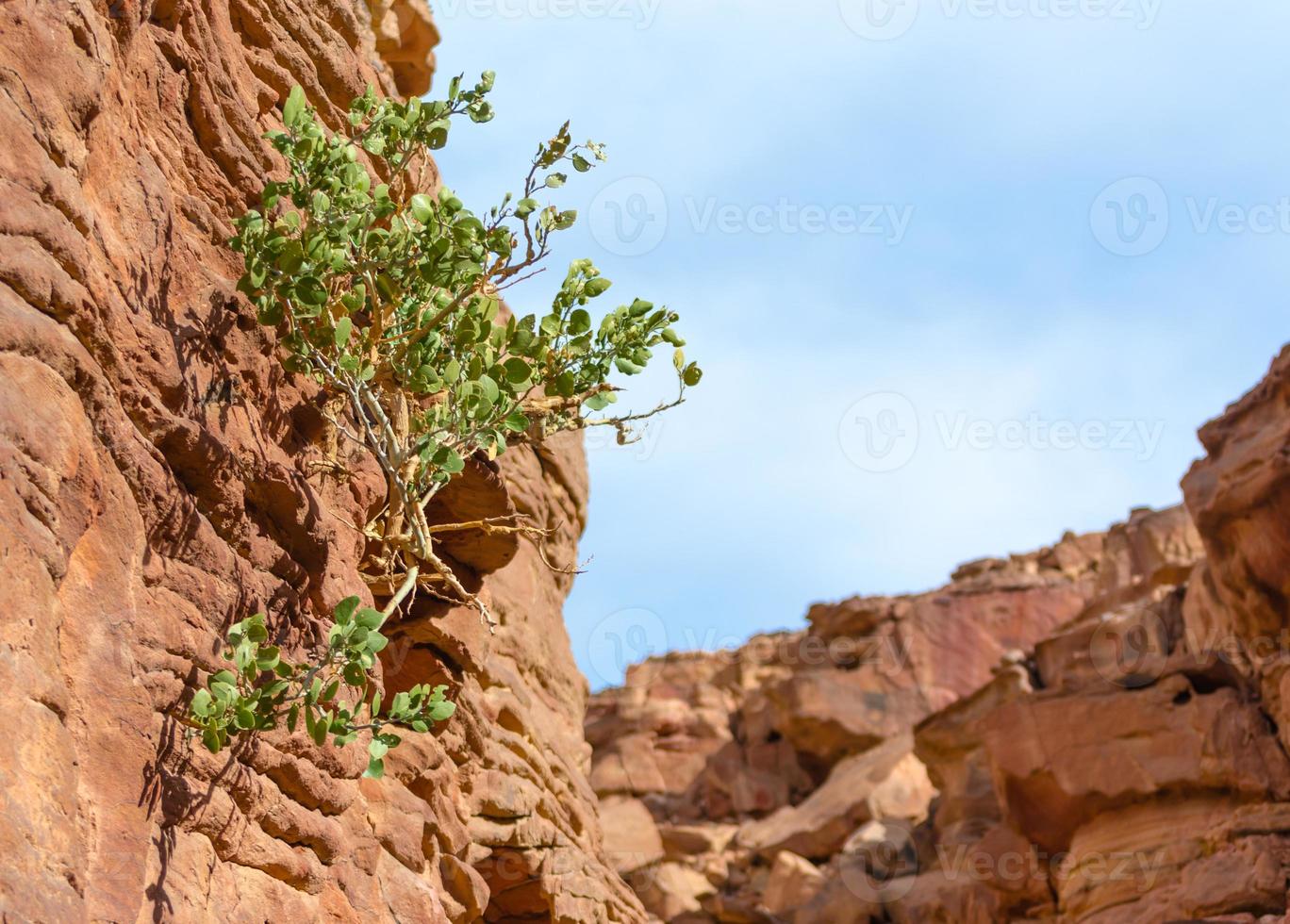 planta que crece en una roca foto