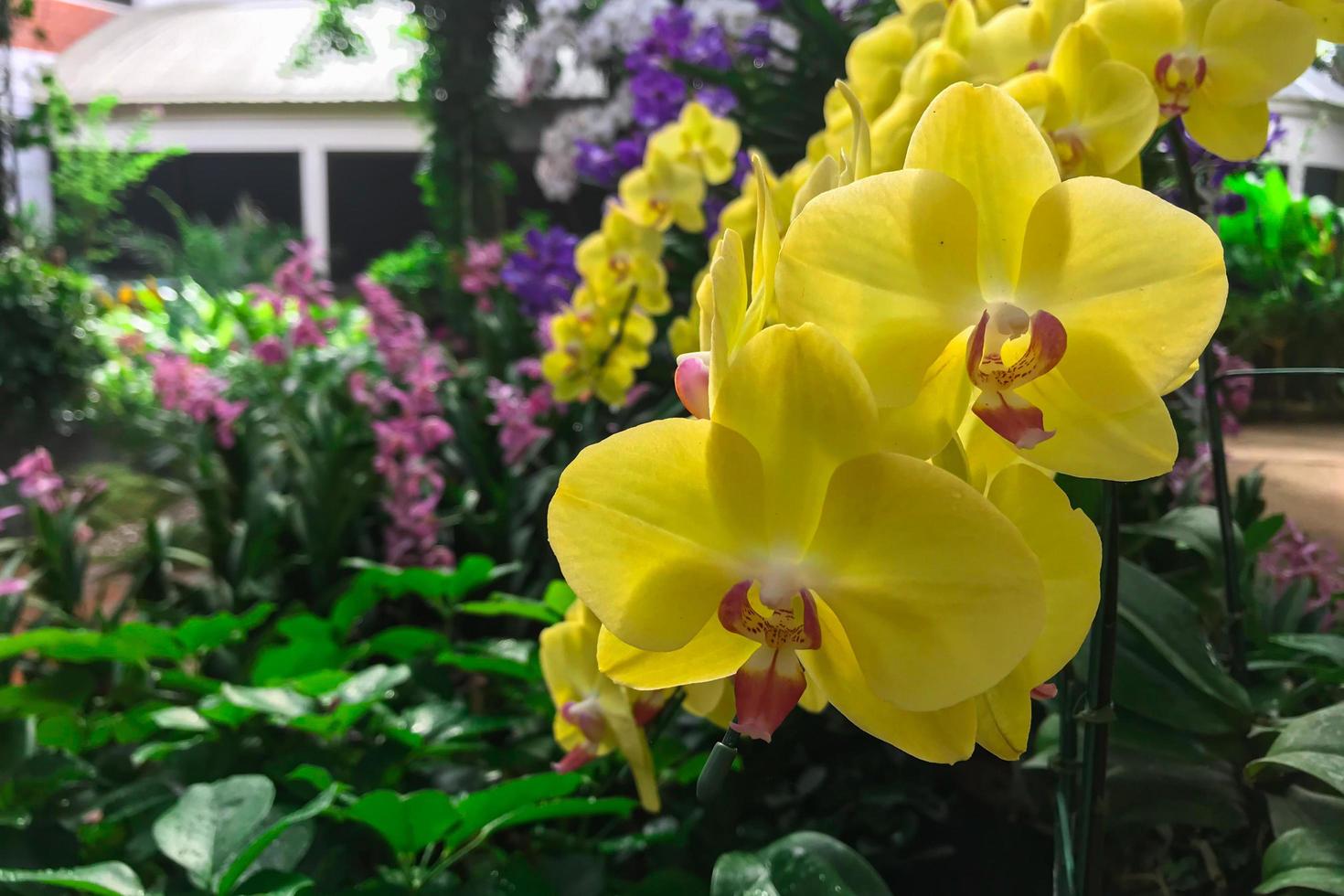 flor de la orquídea amarilla en el jardín foto