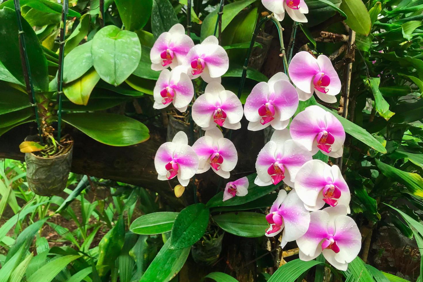 White orchid flower in garden photo