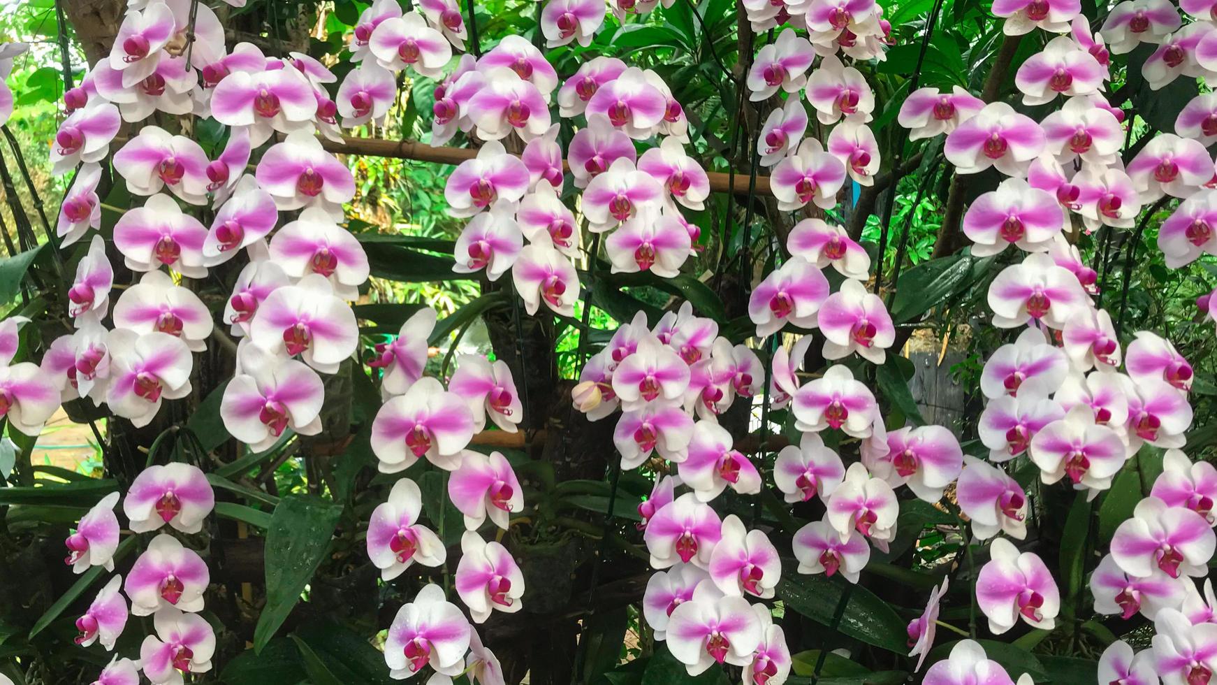 flor de la orquídea blanca en el jardín foto