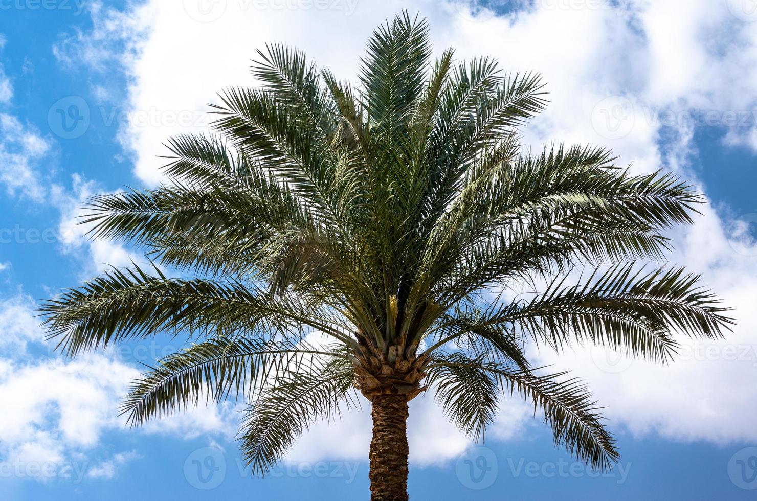 Palm tree and blue sky photo