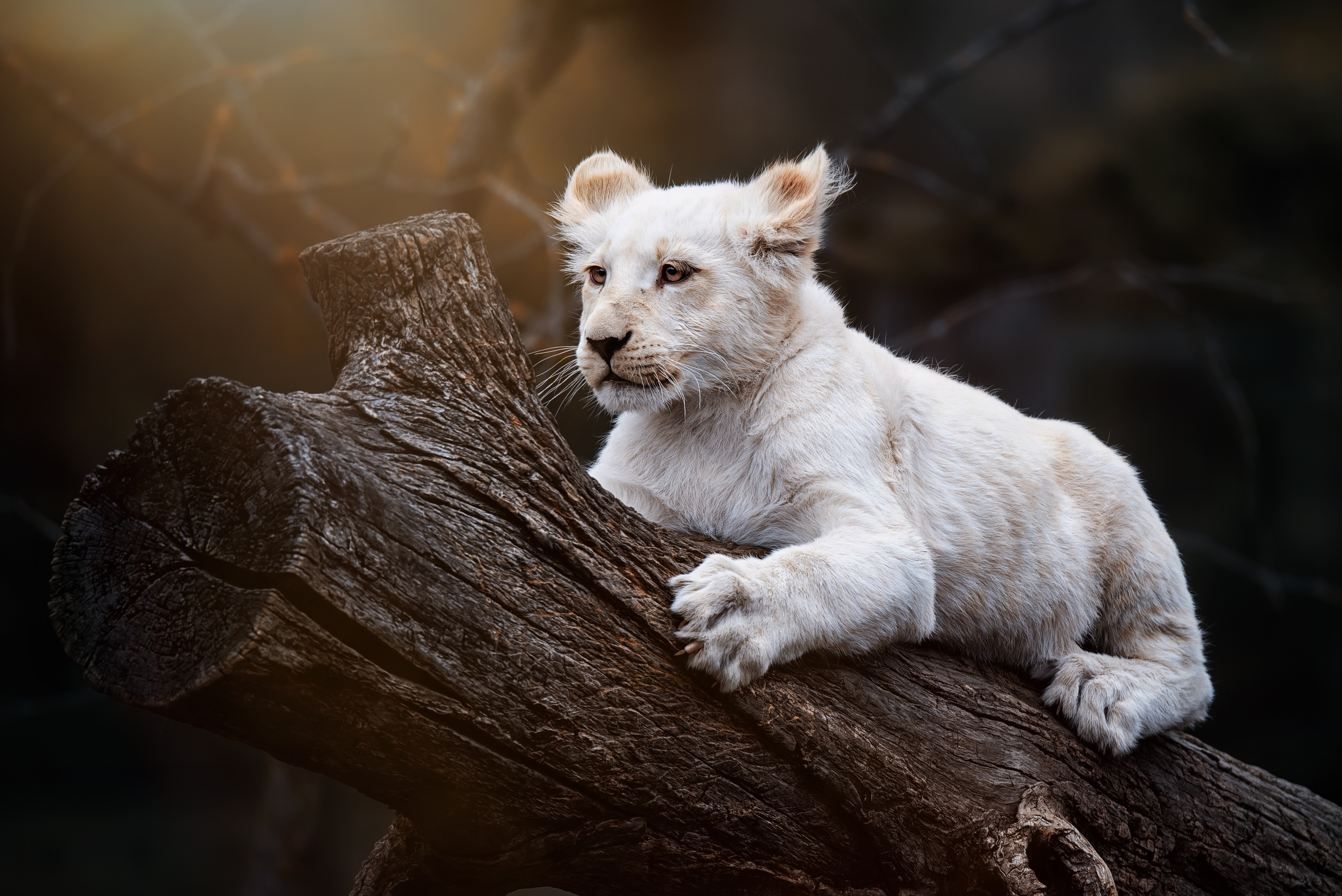 Animals Imágenes, Fotos y Fondos de pantalla para Descargar Gratis Animals Imágenes, Fotos y Fondos de pantalla para Descargar Gratis