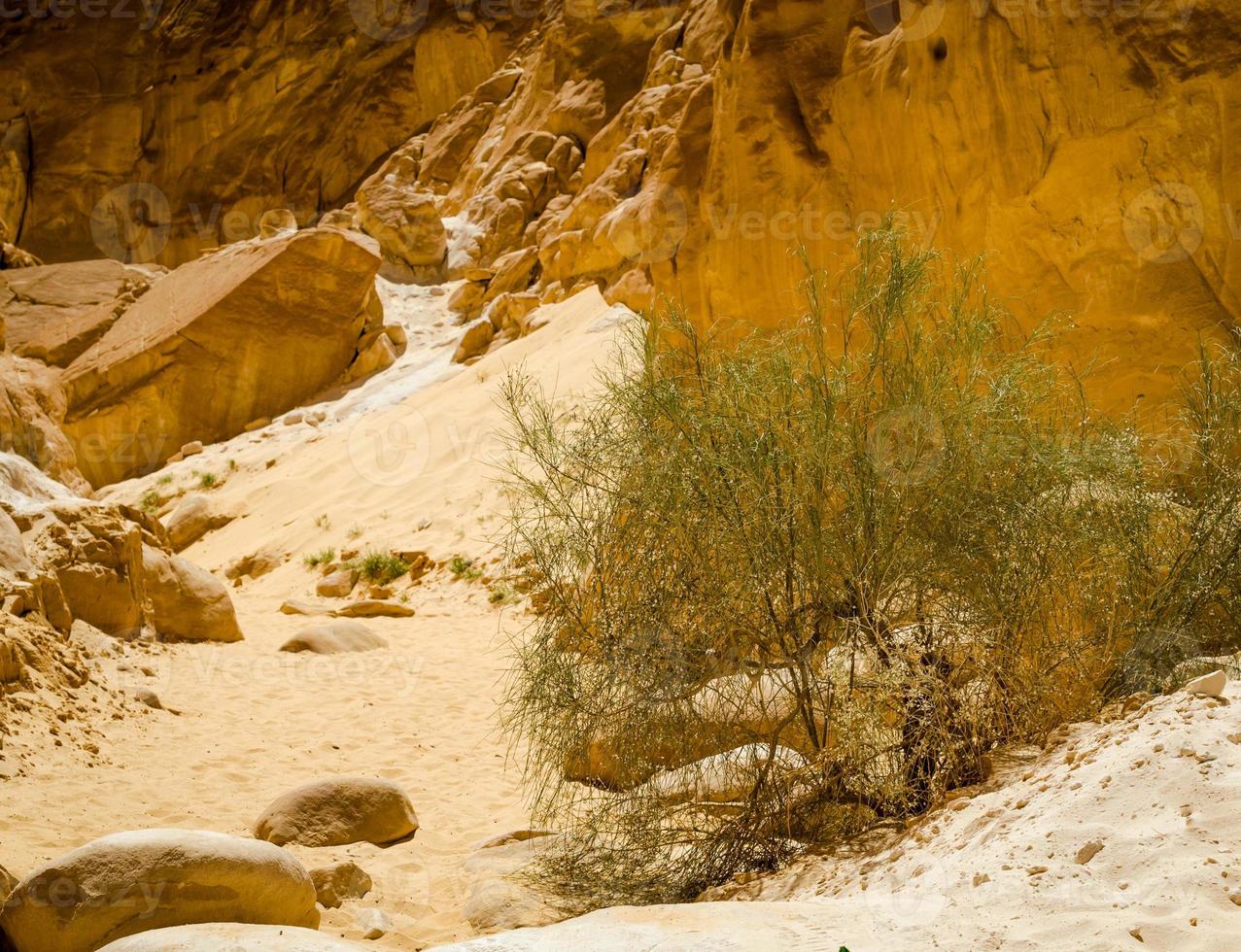 arbusto verde en la arena de un cañón foto