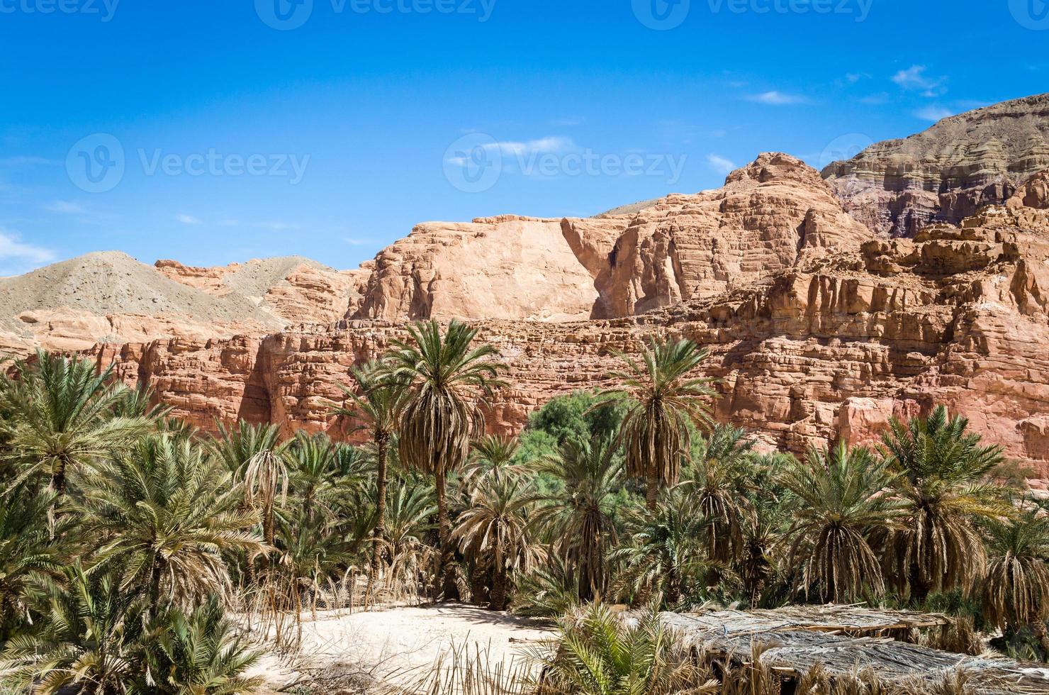 palmeras y rocas foto