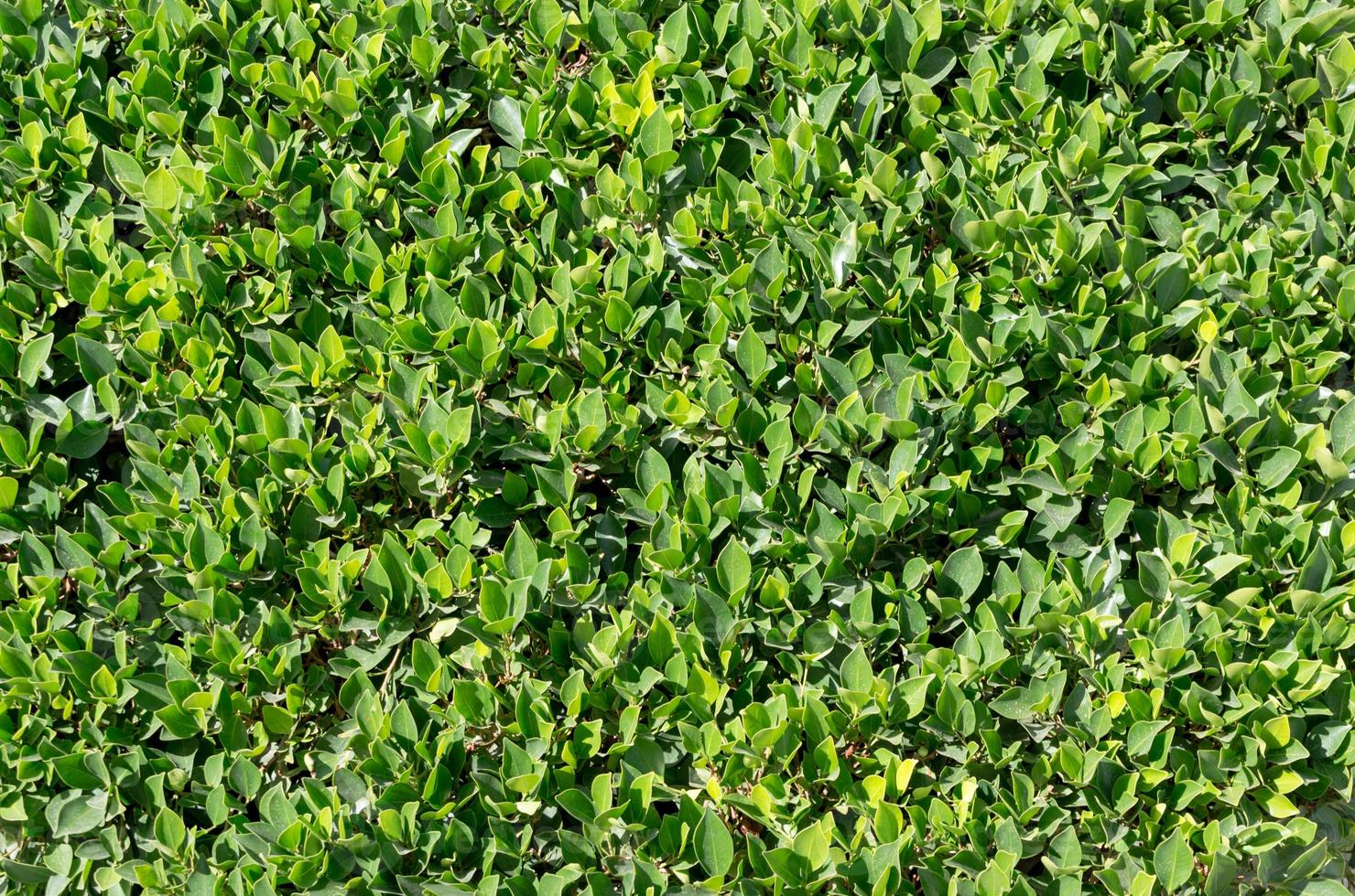 primer plano, de, un, arbusto verde foto