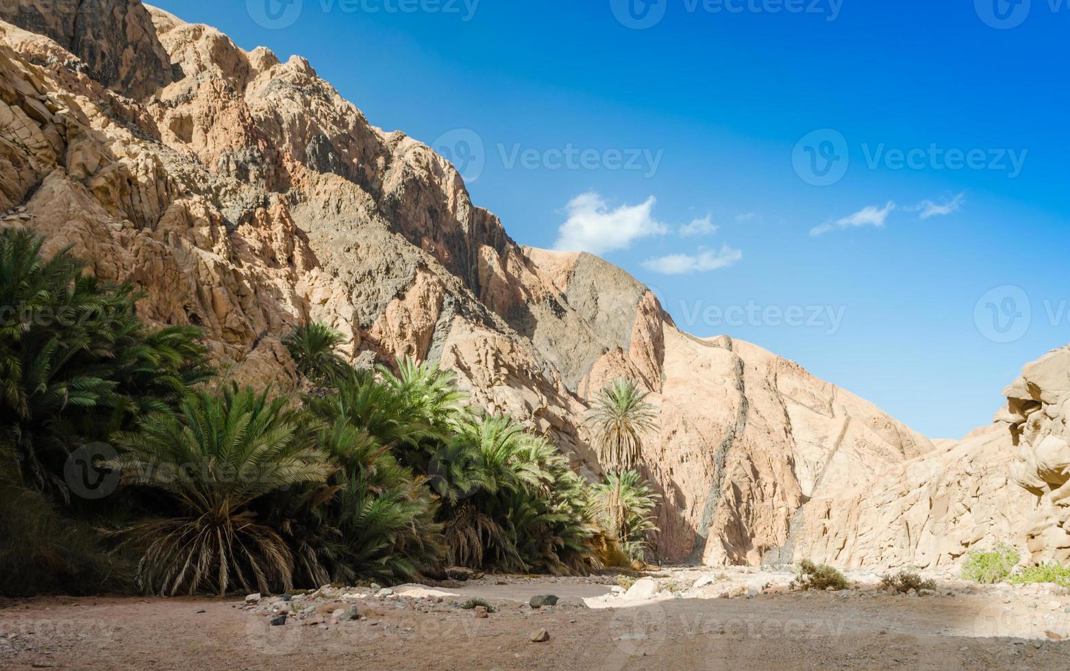 palmeras y arbustos a lo largo de la pared de un cañón foto