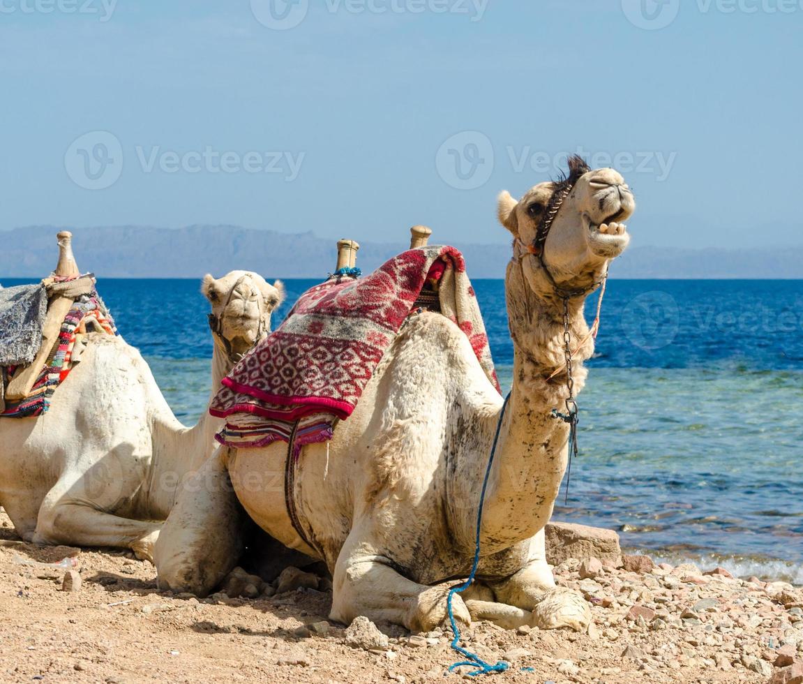 Two camels laying in the sand photo