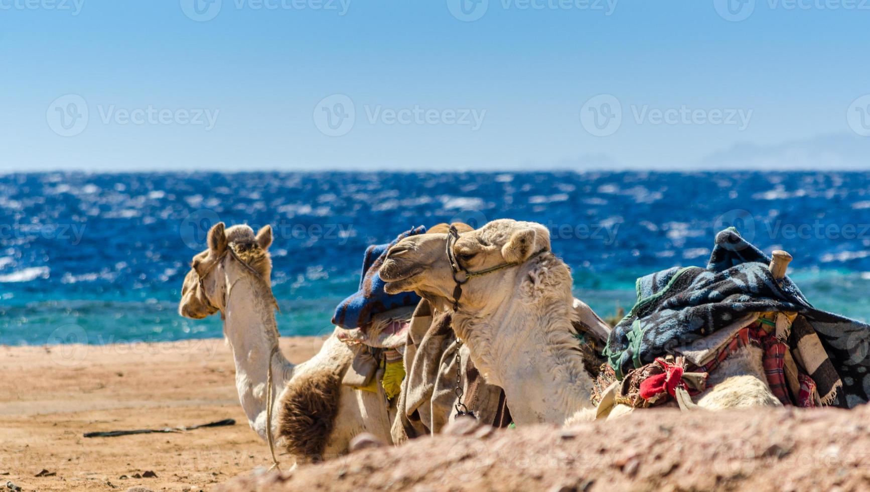 Camels lying on the beach photo