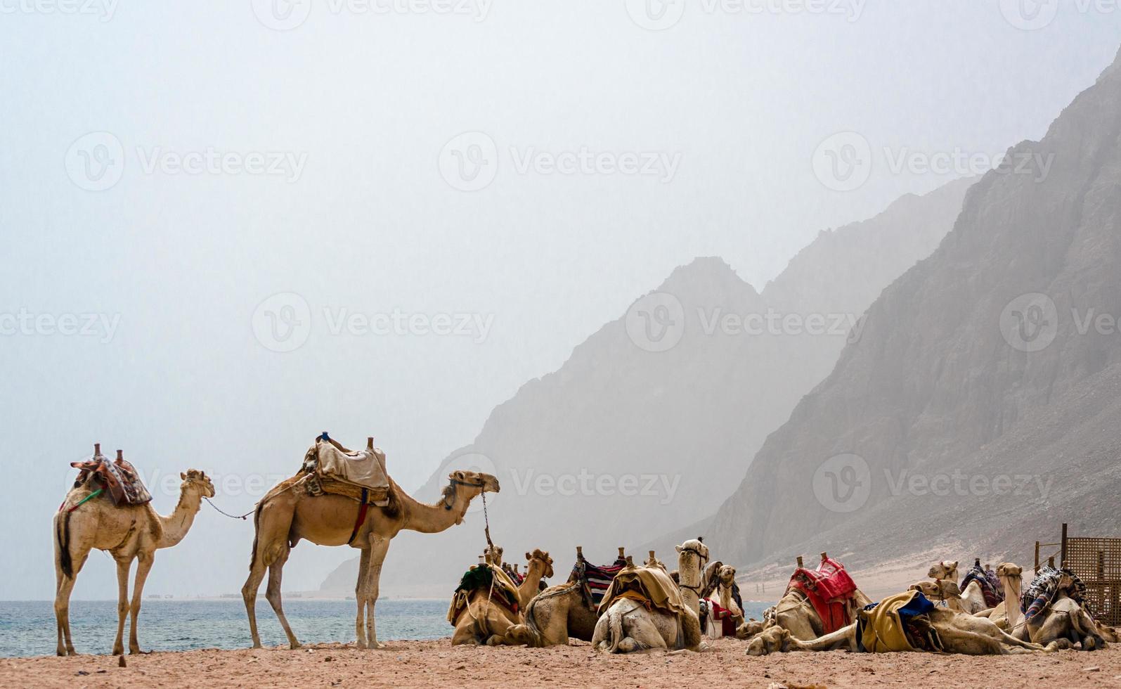 Camels on a foggy beach photo