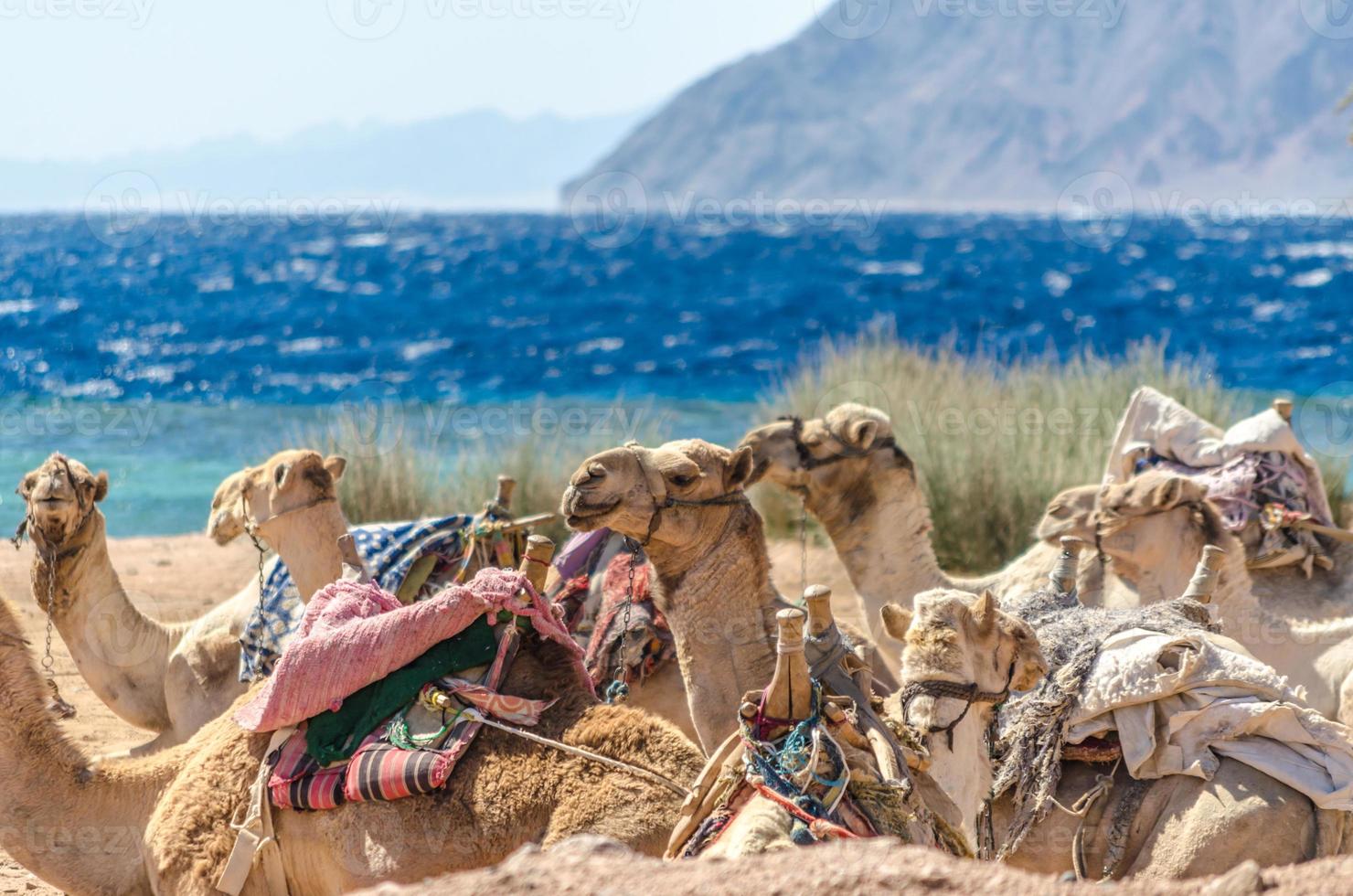 Camels lying on the sand photo