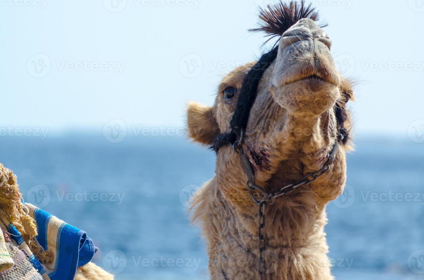 Close-up of a camel photo
