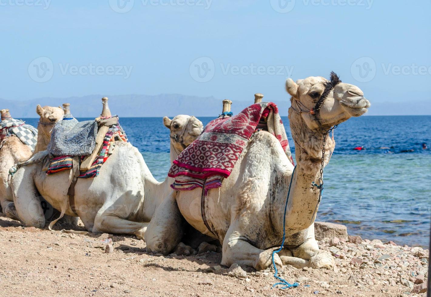 camellos por el océano foto