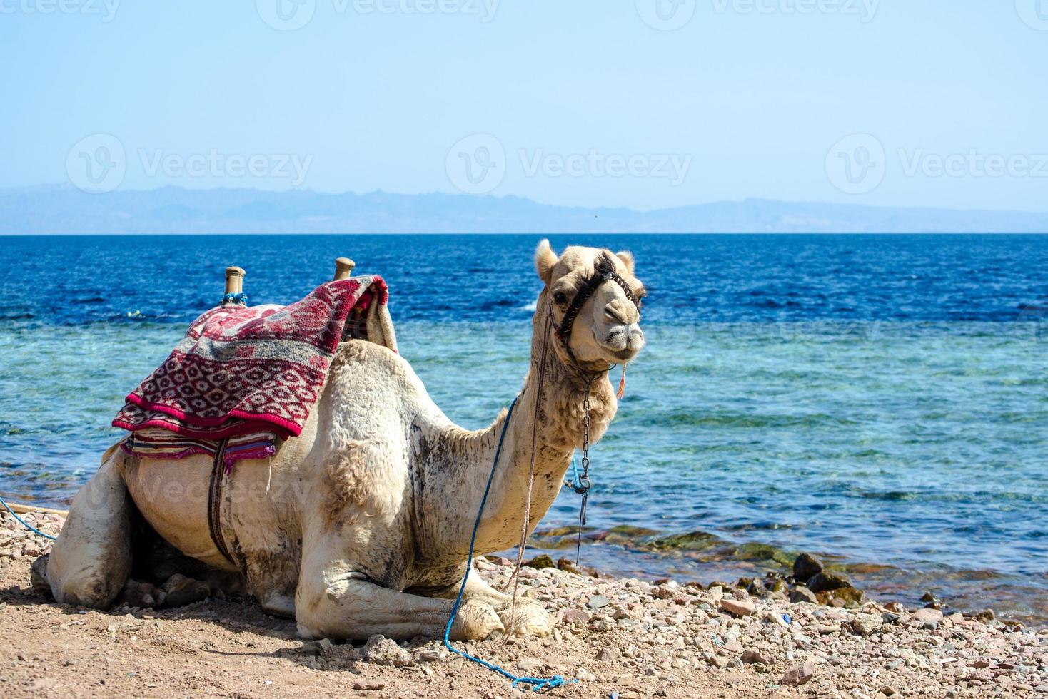 Camel by the water photo