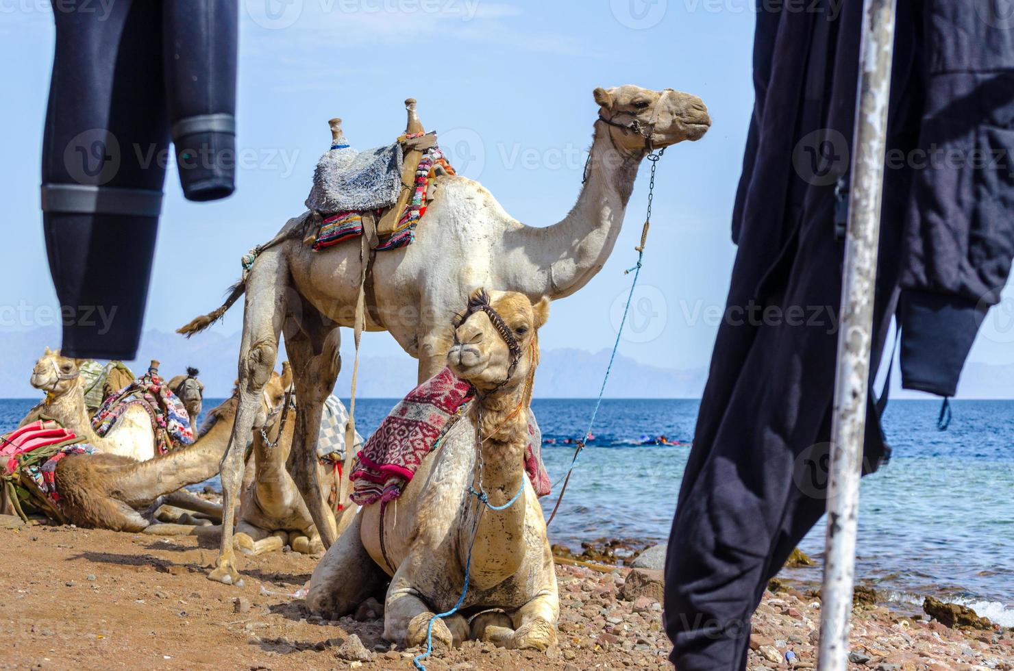 camellos cerca del mar foto