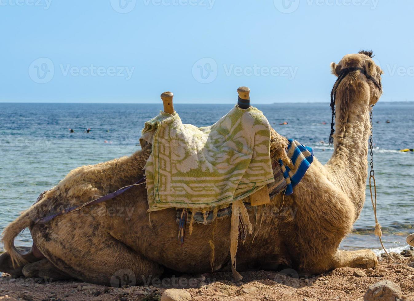 Camel near water photo