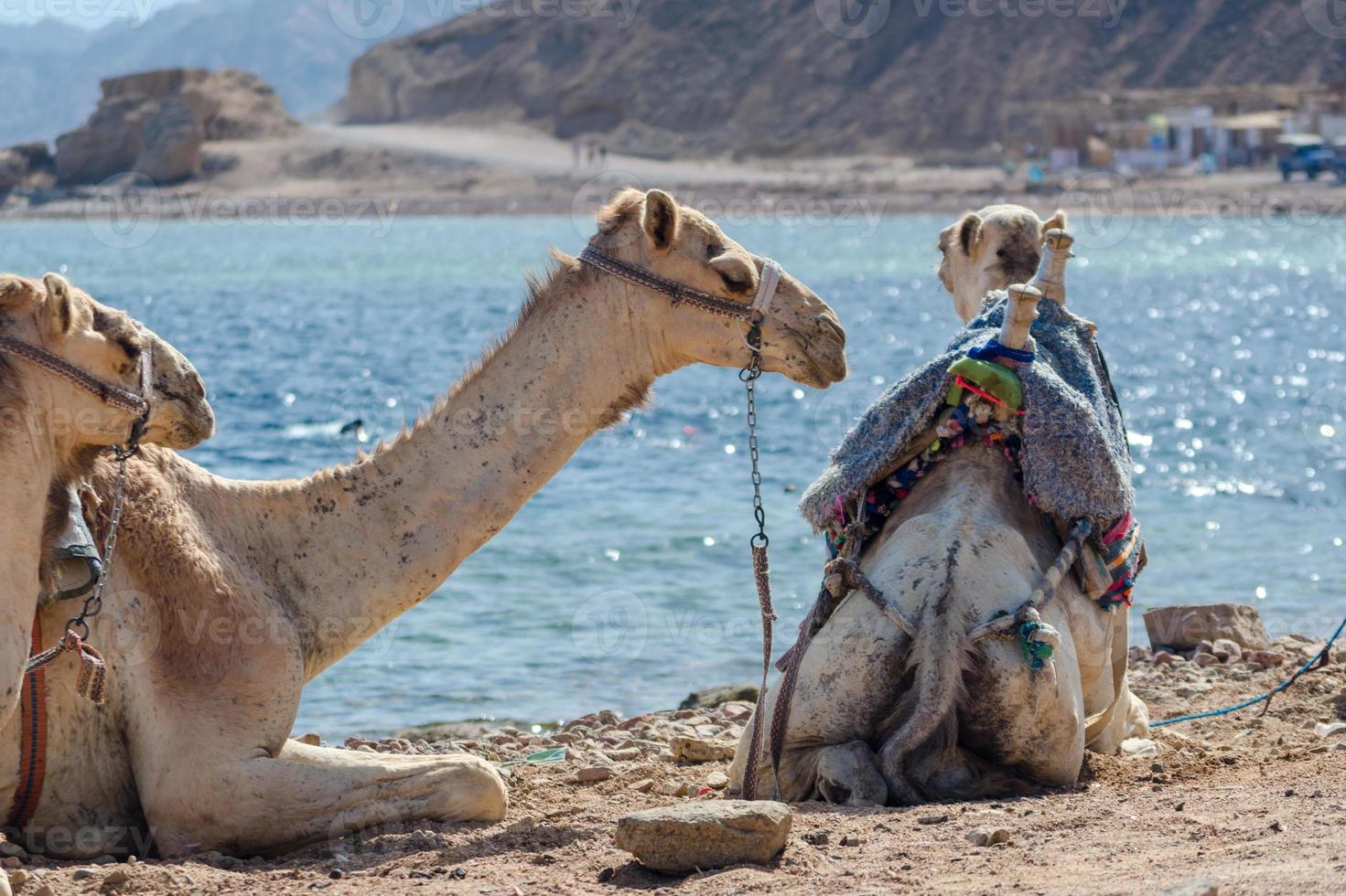 camellos descansando cerca del océano. foto