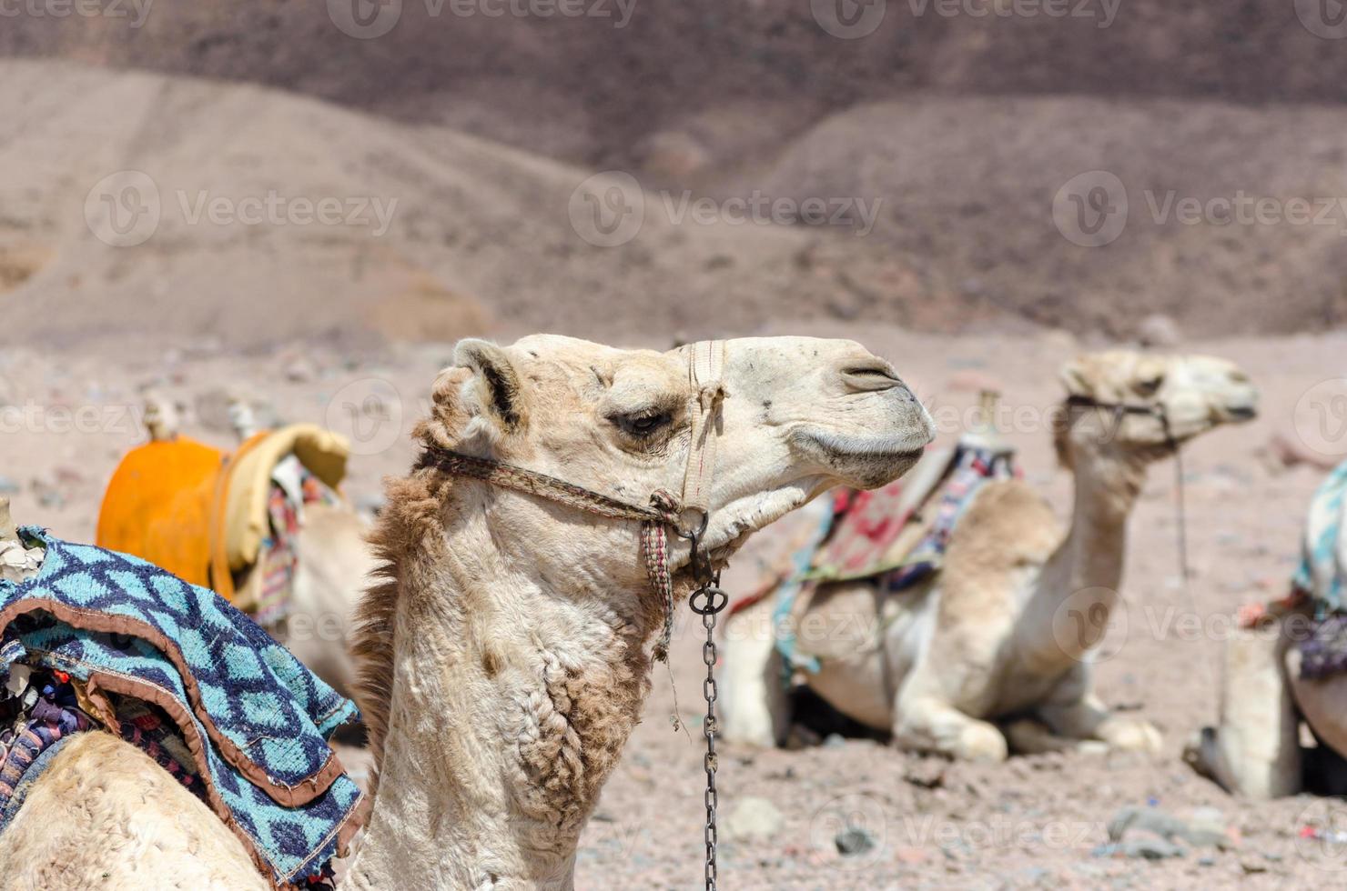 Group of riding camels photo
