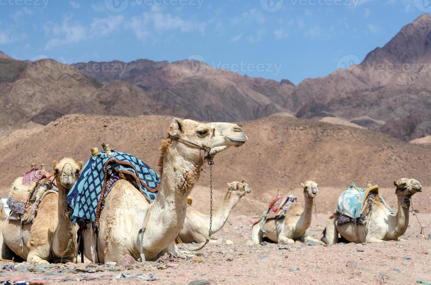 Camels near mountains photo