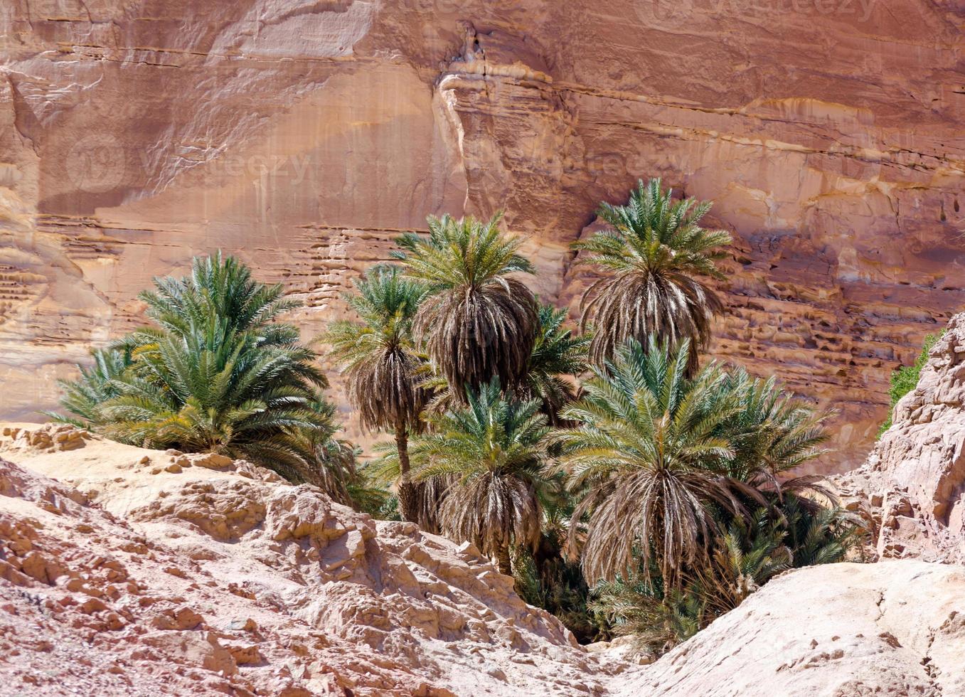 Palm trees in a rocky desert photo