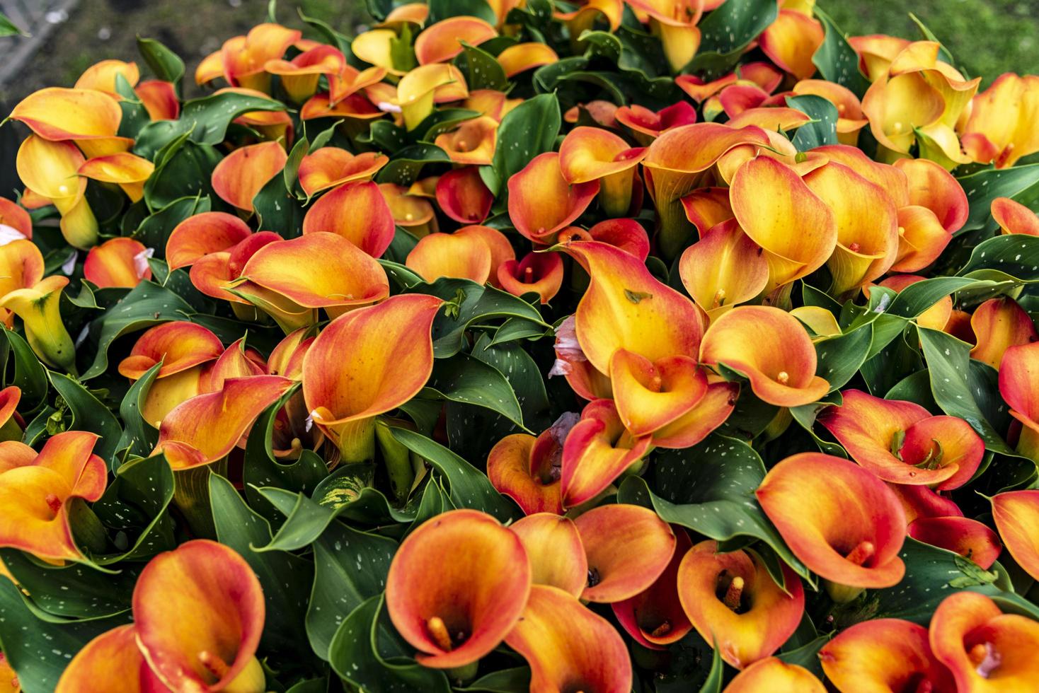 Red and yellow flowers in the garden photo