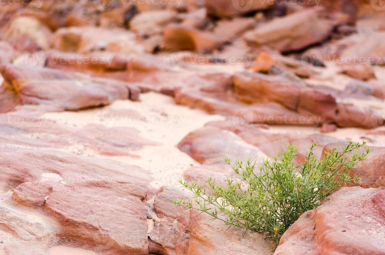 Green shrub and rocks photo