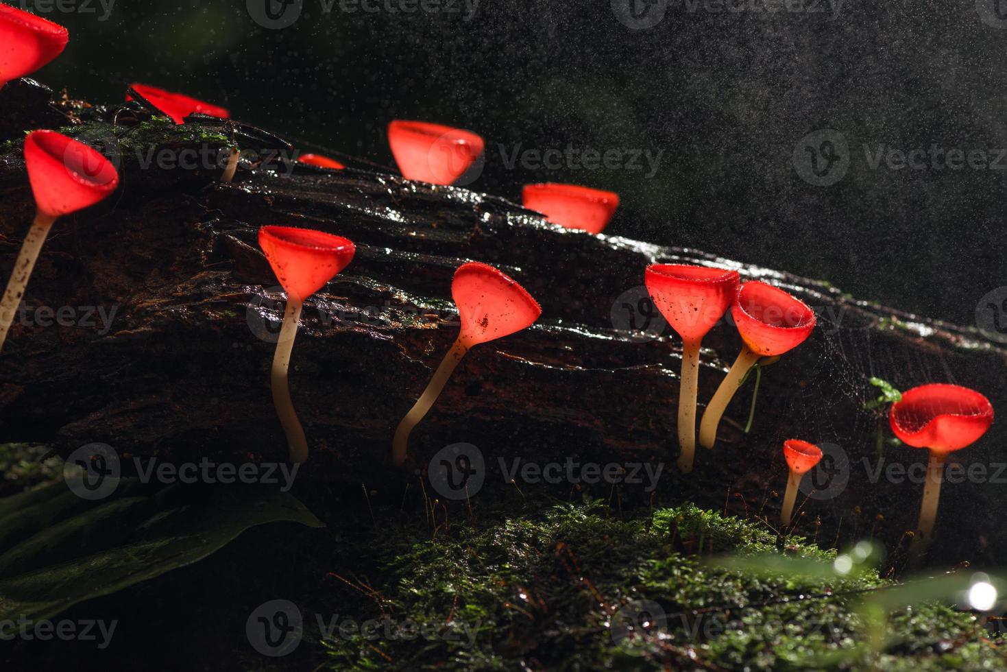 Champagne red mushrooms growing on a log photo