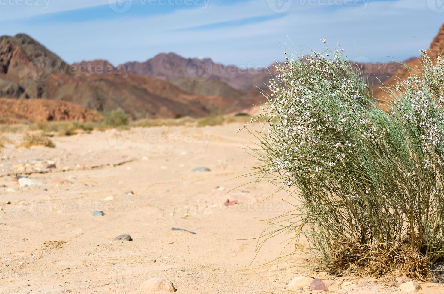 planta verde con flores blancas en el desierto foto