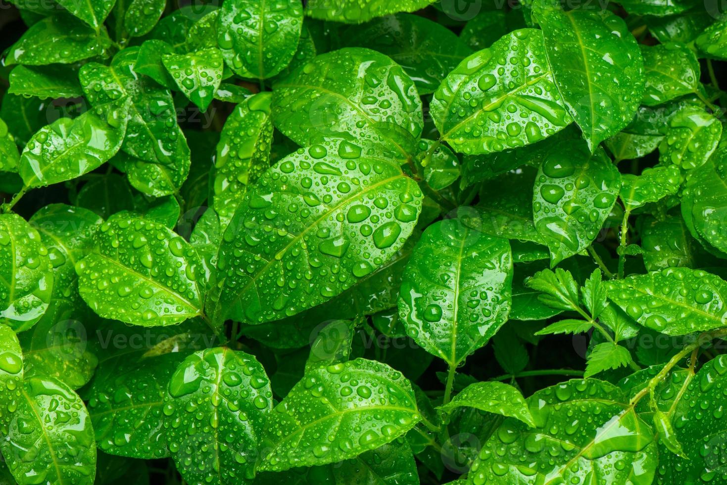 Beautiful green leaves with drops of water photo