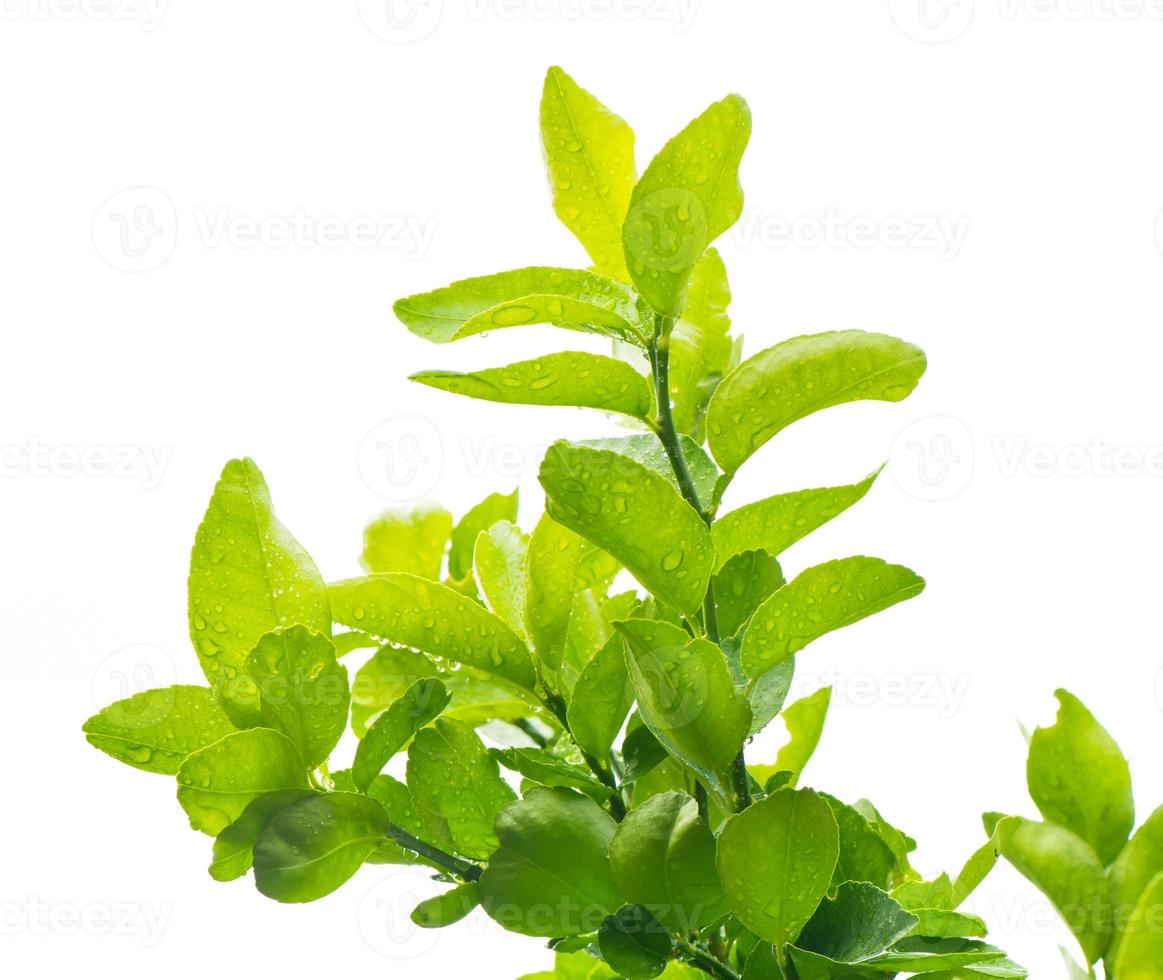 Hoja de bergamota verde con gotas de agua sobre fondo blanco aislado foto