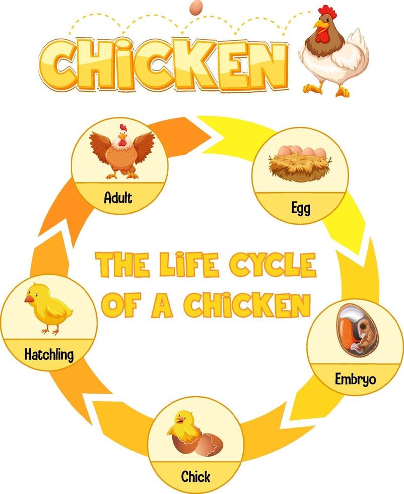 diagrama que muestra el ciclo de vida del pollo vector