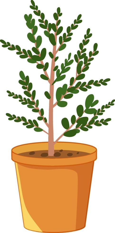 Plant in a pot isolated on white background vector